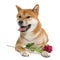 Young shiba inu and flower
