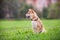 A young shiba inu sits in the park