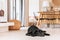 Young shinning black labrador napping on the floor at the entrance to the dining room of a Mediterranean-style villa