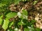 Young shiny green leaves of bindweed. Genus of grasses and shrubs of the family Convolvulus - Convolvulaceae. Close-up. Soft