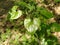 Young shiny green leaves of bindweed. Genus of grasses and shrubs of the family Convolvulus - Convolvulaceae. Close-up. Soft