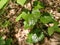 Young shiny green leaves of bindweed. Genus of grasses and shrubs of the family Convolvulus - Convolvulaceae. Close-up. Soft