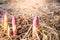 A young shoot of asparagus sprouted in the spring in the vegetable garden close-up. Medicinal asparagus sprouted after the first