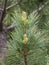 Young shoot on the branch of Macedonian pine