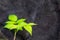 Young shoot of a bush of raspberry