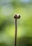 Young shoot of fern close up