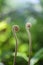 Young shoot of fern close up