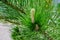 Young shoot flower on a branch of green lush pine. Spring renewal of trees, the formation of new cones on the pine