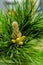 Young shoot flower on a branch of green lush pine. Spring renewal of trees, the formation of new cones on the pine