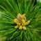Young shoot flower on a branch of green lush pine. Spring renewal of trees, the formation of new cones on the pine
