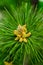 Young shoot flower on a branch of green lush pine. Spring renewal of trees, the formation of new cones on the pine