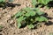 Young shoot zucchini grows on earth