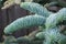 Young shoots of Abies procera glauca or Noble fir in spring in a botanical garden. Beautiful soft blue silvery colored