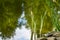Young shoots of Acorus Calamus Variegatus called Sweet Flag or calamus in pond. Beautiful long green and white calamus leaves