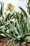 Young shoots of agave with a large yellow flower on the ground.