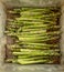 The young shoots of asparagus seasoned with olive oil