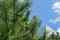 Young shoots of Austrian pine or black pine Pinus Nigra.Green shoots on branches on blue sky with white