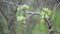 Young shoots with blooming leaves on the background of dry branches. The beginning of a new cycle in nature.