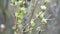 Young shoots with blooming leaves on the background of dry branches. The beginning of a new cycle in nature.