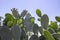 Young shoots of cactus Sabra in backlight against a blurred background of thorny thickets