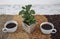 Young shoots of a coffee tree planted potted, coffee shop concept. Young sprout of coffee tree in a potted with coffee beans are