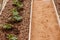 The young shoots of cucumber in a greenhouse in fertile ground