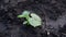 Young shoots of cucumber in in the wet earth