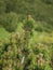 Young shoots of dwarf alpine pine