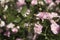 Young shoots of dwarf pink rose in the garden in summer with a blurred background