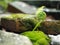 Young shoots of the fern emerging from the the rock niche.