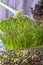 Young shoots of fragrant onion Jusai, closeup. A girl is pouring micro greens from a watering can. Cropped photo growing