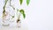 Young shoots of Golden pothos,Epipremnum aureum rooted in transparent glass bottle in water.Propagating pothos plant Devils Ivy,