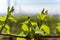 Young shoots of a grape grow in spring in the Kaiserstuhl in Germany