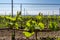 Young shoots of a grape grow in spring in the Kaiserstuhl in Germany in sunlight