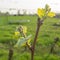 Young shoots of grape plant in vineyard, spring season on winery