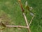 Young shoots of the guava tree