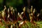 young shoots making their way through the moss. Bright saturated colors, summer forest of Siberia