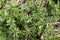 Young shoots of marsh bedstraw