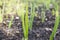 Young shoots of onion sevka close-up. Feathers of green onions growing on a bed in the soil