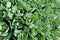 Young shoots of orpine Sedum telephium. Beautiful green plants. Nature background