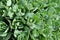 Young shoots of orpine Sedum telephium. Beautiful green plants. Nature background