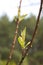 Young shoots of peach leaves grow from twigs.