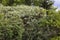 Young shoots of pine, bushes of cornus alba on  background of euonymus in a landscape park