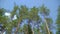 Young shoots of pine trees on background of tall pine trees and blue sky