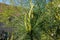 Young shoots of Pinus wallichiana or Himalayan pine in spring