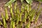 Young shoots of the plant. Hosta grows in spring. Ornamental foliage plants for flower beds