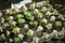 Young shoots of radish are prepared for planting. Rows of radish seedlings. Selective focus