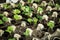 Young shoots of radish are prepared for planting. Rows of radish seedlings. Selective focus