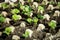 Young shoots of radish are prepared for planting. Rows of radish seedlings. Selective focus