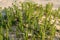 Young shoots on the sea sand. Sea mustard of the Baltic. Plants of the Curonian Spit